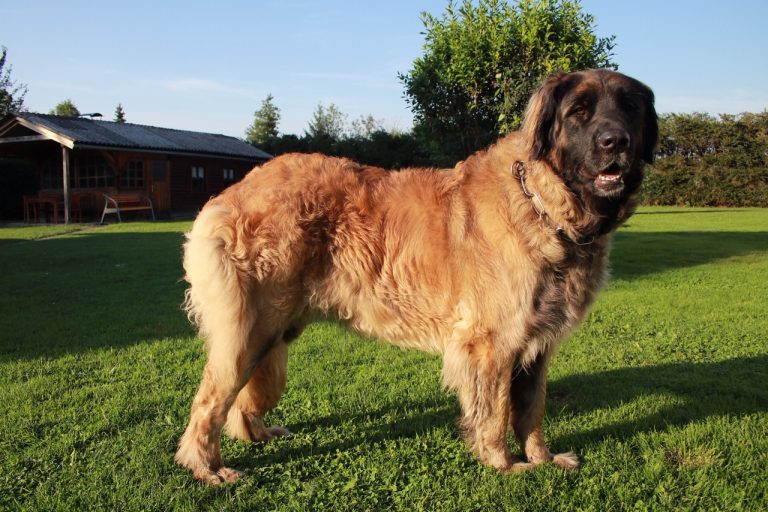 Leonberger Von Schlosspuchheim